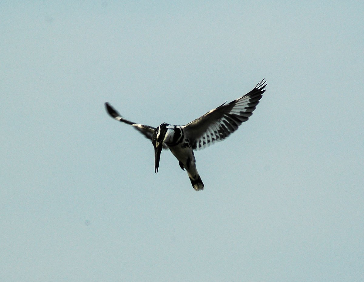 A bird takes flight